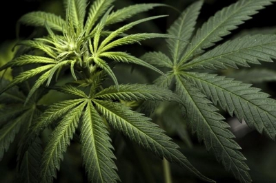 Marijuana ar putea avea beneficii pentru persoanele cu insuficienţă cardiacă