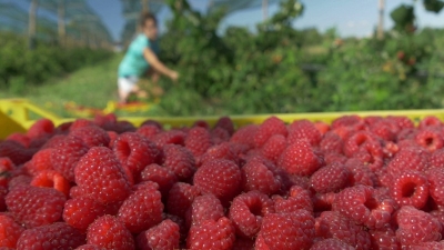 Se caută sute de muncitori în agricultură, pentru Spania, Portugalia sau Marea Britanie