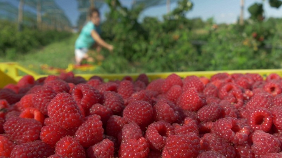 Se caută sute de muncitori în agricultură, pentru Spania, Portugalia sau Marea Britanie