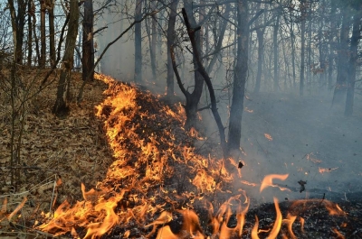 Oamenii sunt responsabili pentru circa 84% dintre incendiile de vegetaţie