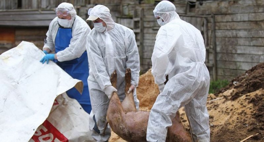 Focar nou de pestă porcină în judeţul Galaţi. 328 de porci ucişi preventiv la Tălpigi, comuna Ghidigeni