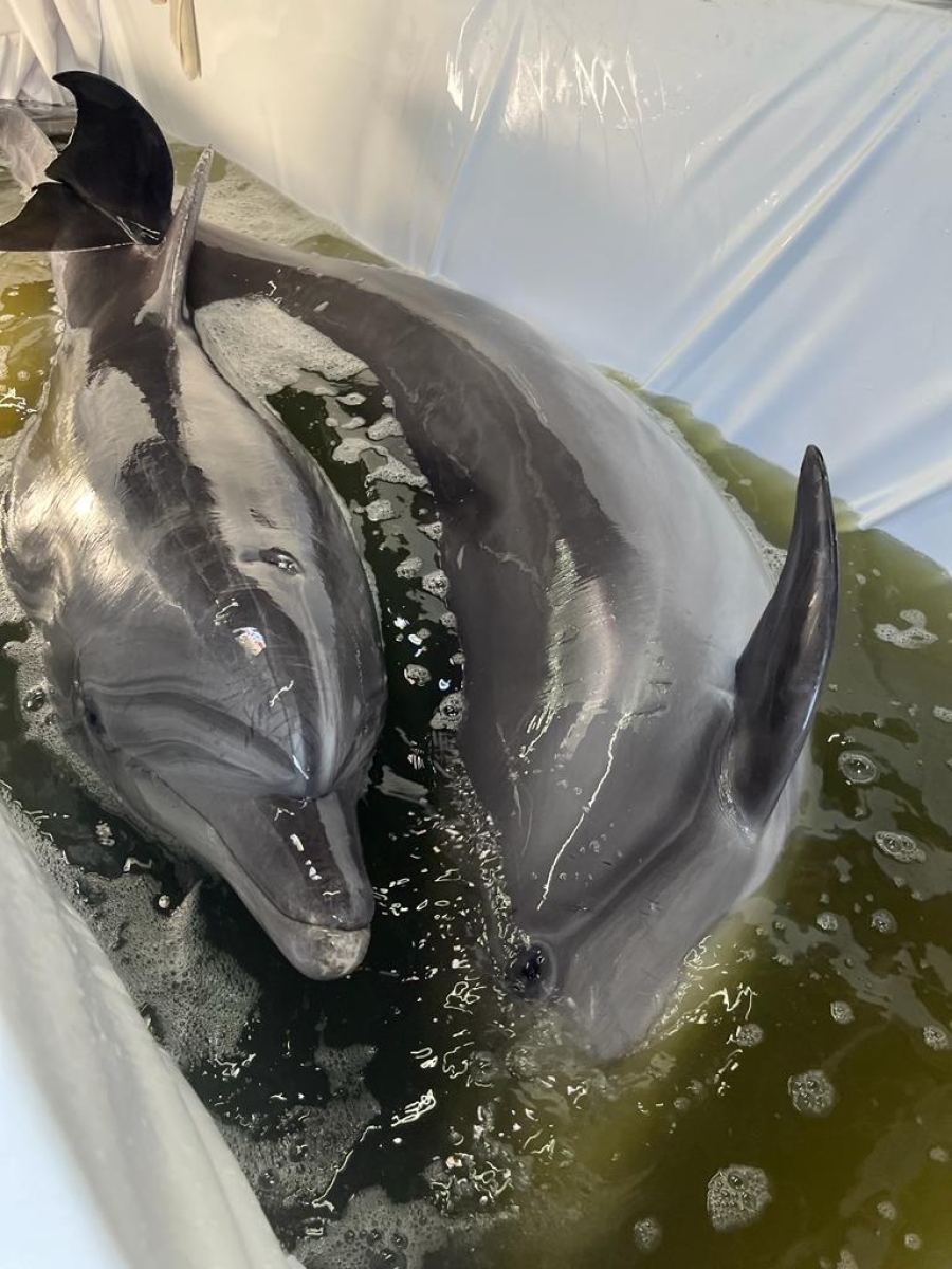 Transport special la Isaccea: Delfini şi lei de mare aduşi din Ucraina