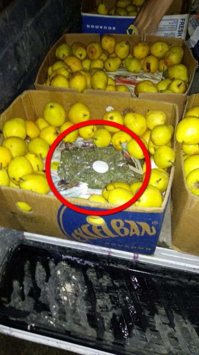 Peste 5.000 gr de canabis descoperite la Oancea (FOTO)