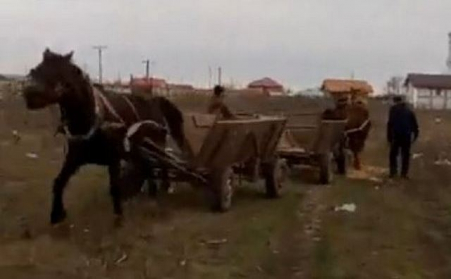 UPDATE Cai chinuiţi la Smârdan: Au fost identificaţi vinovaţii