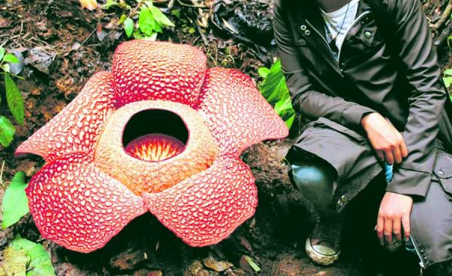 \"Floarea cadavru\", cea mai mare floare din lume