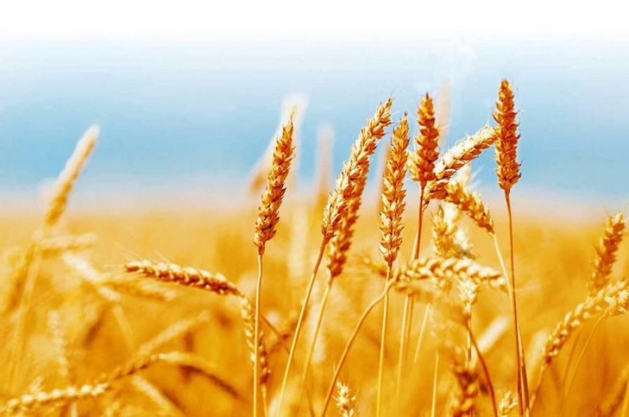 Producţia de grâu din România ar putea scădea anul acesta cu cel puţin 20%