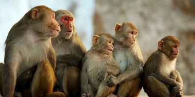 Unele maimuţe femele sunt capabile să răsplătească masculii curajoşi şi să îi pedepsească pe cei laşi