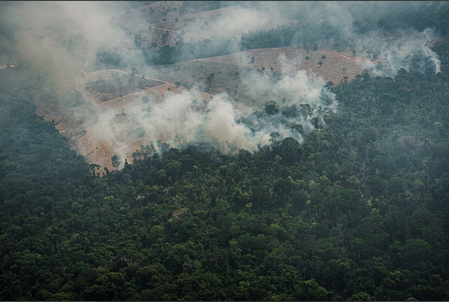Degradarea pădurilor tropicale amazoniene a trecut de punctul fără întoarcere