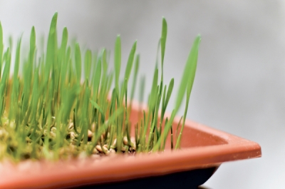 Grâul încolţit, "oul" vegetal