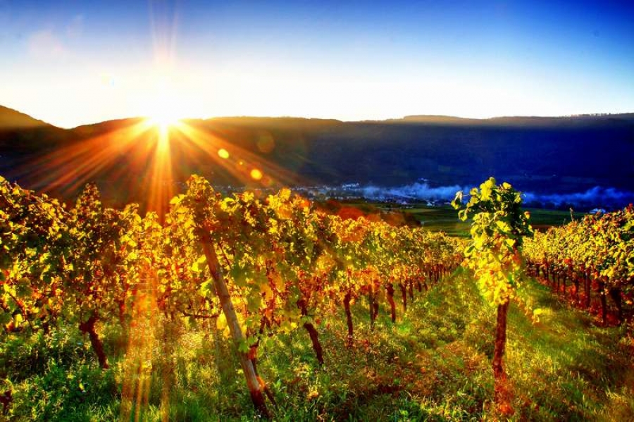 Sectorul vitivinicol din România a atras peste 500 de milioane de euro în ultimii 10-12 ani