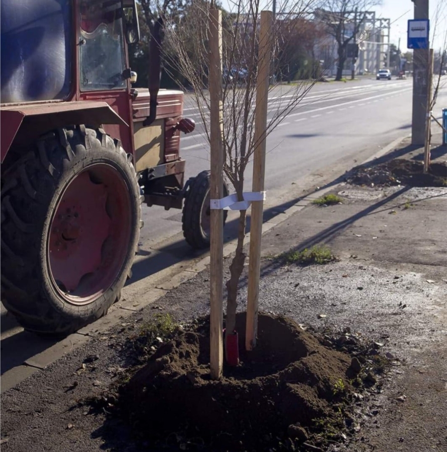 Noi plantări de arbori pe Faleză şi pe 3 străzi din Galaţi