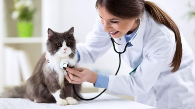 Consiliul Concurenţei solicită modificarea legislaţiei privind înfiinţarea cabinetelor medicale veterinare şi a firmelor de contabilitate