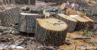 Movileni: Prinşi la furat arbori în pădure