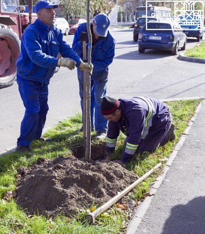 Au început acţiunile de plantare a arborilor pe străzile oraşului (FOTO)