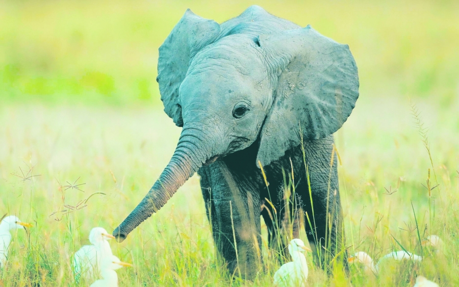 Deţinerea de pui de elefanţi - ultimul capriciu extravagant al clasei bogate din Sri Lanka