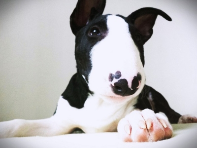 Bull Terrier - companion apreciat pentru curaj, inteligenţă şi dragostea faţă de copii
