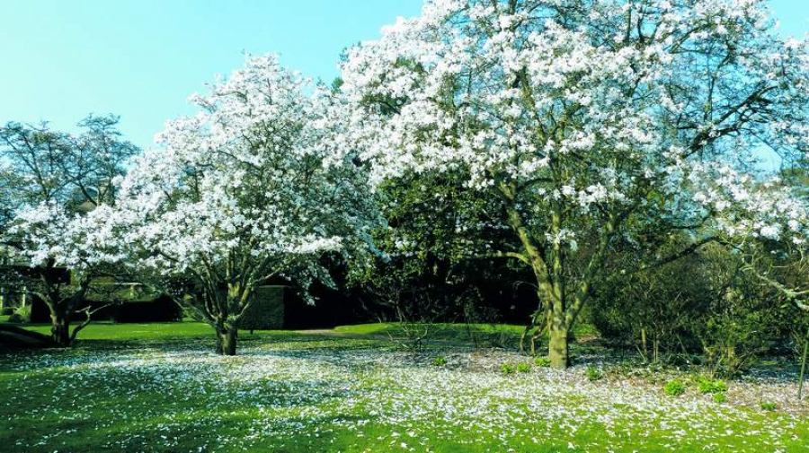 Terapia pomilor înfloriţi