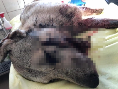 Cruzime fără margini: Câine împuşcat în gură, la Tîrgu Bujor (FOTO)