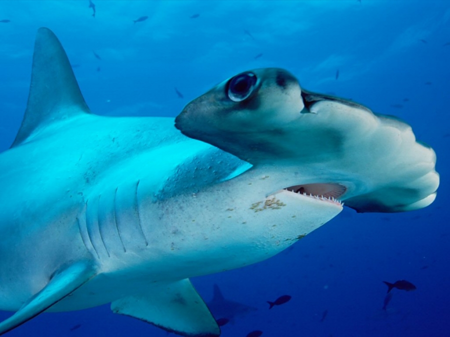 Marele rechin-ciocan înoată alternativ pe o parte pentru a-şi economisi puterile