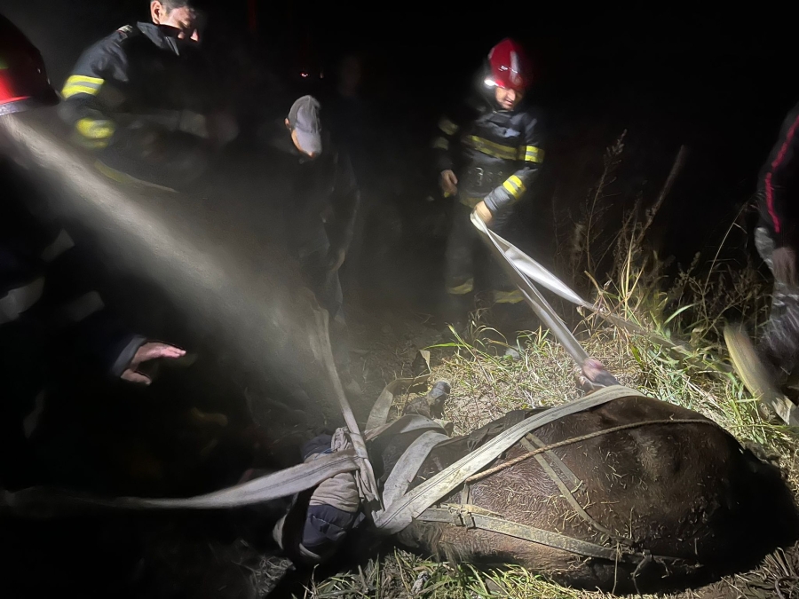 Iapă căzută într-o groapă de 2 metri, salvată de pompieri