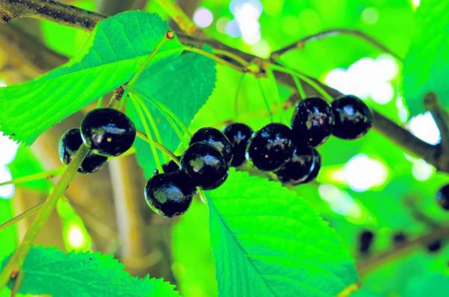 Cireşele amare, printre fructele cu nivelul cel mai ridicat de antioxidanţi