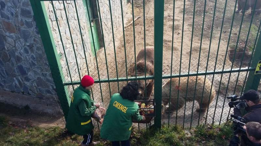 Tort şi cozonac pentru urşii care au întârziat cu hibernarea