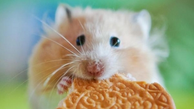 Hamsterul, un animal de companie foarte apreciat