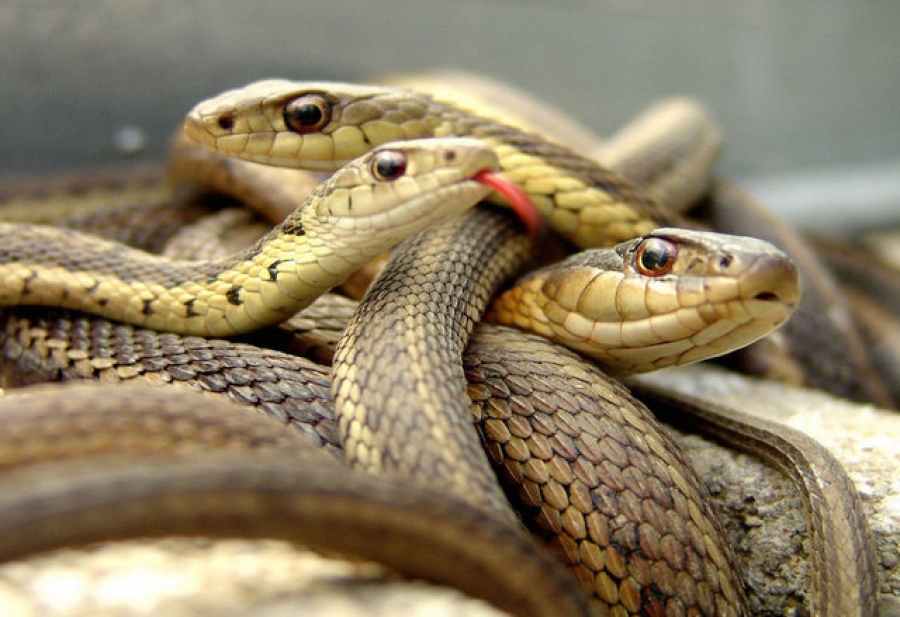 Cei mai periculoşi şerpi din lume, găzduiţi de Complexul Muzeal de Ştiinţele Naturii Galaţi