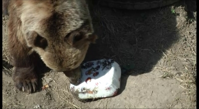 Măsuri anti-caniculă la Zoo Galaţi