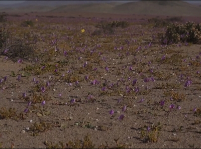 Deşertul Atacama a înflorit: oamenii de ştiinţă sunt îngrijoraţi