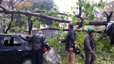 Vijelia a pus la pământ un copac şi a distrus maşini