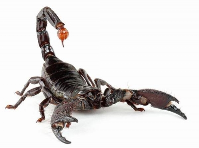 Veninul de scorpion vine în ajutorul medicilor în lupta cu tumorile cerebrale