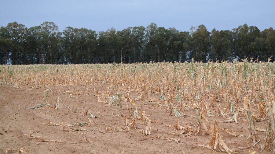 DEZASTRU ÎN AGRICULTURĂ: Judeţul Galaţi este calamitat în proporţie de 100% de secetă