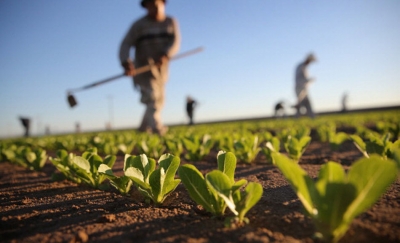 PNDR: Până în septembrie vor fi lansate 10 linii de finanţare pentru dezvoltarea rurală