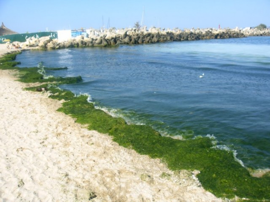 ANAR a strâns 4.000 de tone de alge de pe litoral şi a dat amenzi de 550.000 lei operatorilor