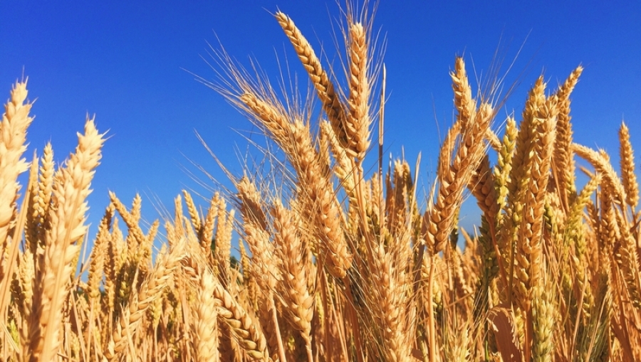 România a exportat, anul trecut, 12 milioane de tone de cereale în UE şi ţări terţe