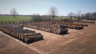 Romsilva majorează volumul de lemn pus pe piaţă în 2022 şi 2023