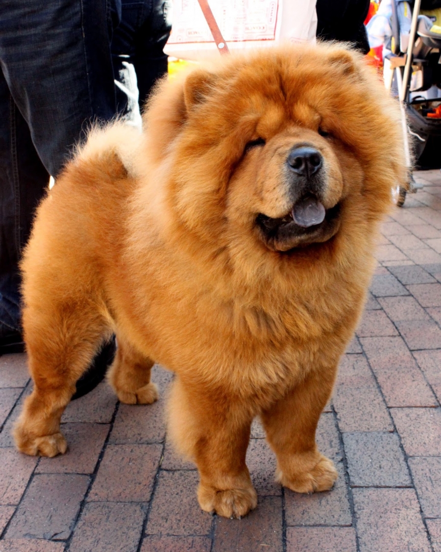 Câinele Chow Chow - una dintre cele mai vechi rase de câini recunoscute din lume
