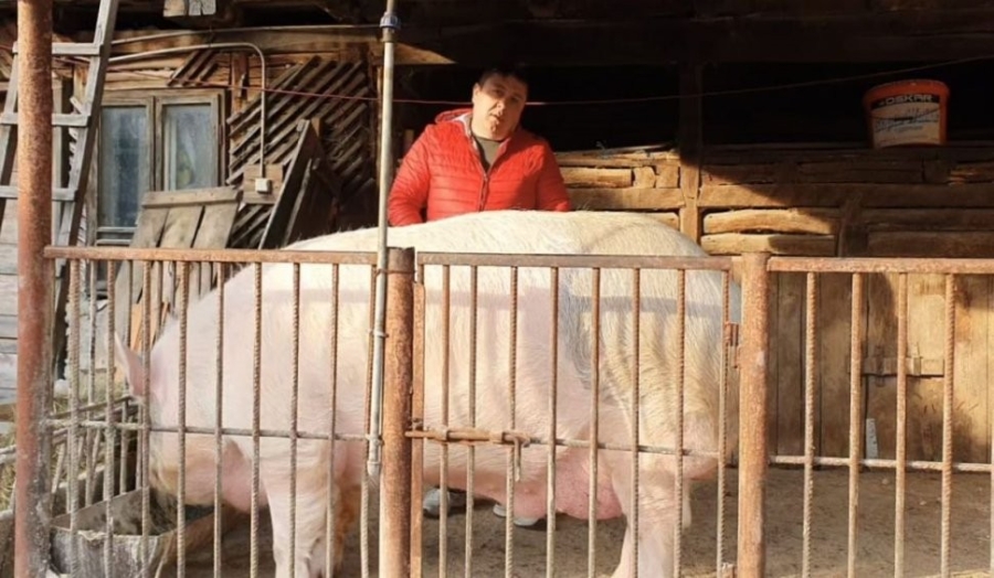 Jardel este cel mai mare porc din România (VIDEO)