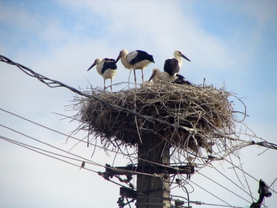 Peste 100.000 de păsări mor anual în România, din cauza liniilor de tensiune electrică