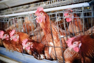 14 state nu se conformează încă legislaţiei privind cuştile găinilor ouătoare