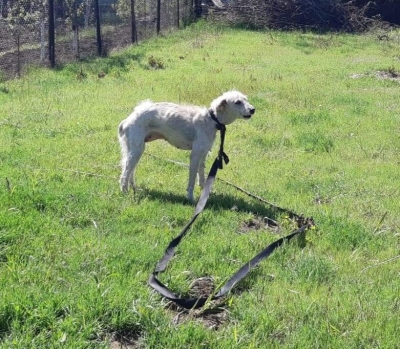 Câine legat și subnutrit salvat dintr-o curte de la Smârdan de Poliția Animalelor Galați