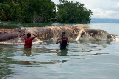 Rămăşiţele unei creaturi gigantice neidentificate, aduse de apă pe o plajă de pe insula Seram