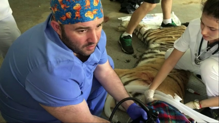 Intervenţie medicală de urgenţă la Zoo Galaţi. Tigroaica Baghera s-a îmbolnăvit (FOTO)
