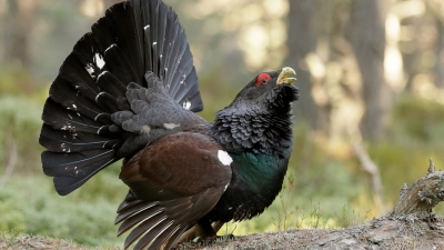 Franţa a interzis vânătoarea de cocoşi de munte, specie ameninţată cu dispariţia