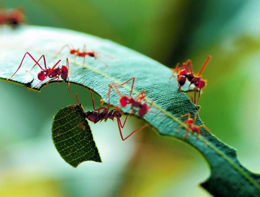 60% dintre furnici sunt „leneşe” şi nu fac nimic