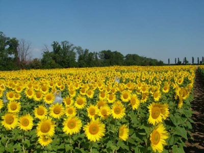 Culturile agricole arată bine; nu există un deficit de apă