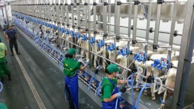 Cantitatea de lapte colectat de la producători, în scădere cu 3,5% în primele 8 luni, şi cu 12,2% în august faţă de iulie