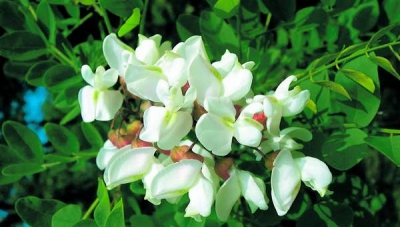 Florile de salcâm au întrebuinţări în alimentaţie şi în farmacia naturistă