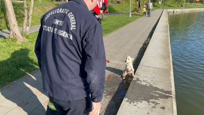 VIDEO | Căţeluşă salvată de la înec de pompieri - REGIONAL